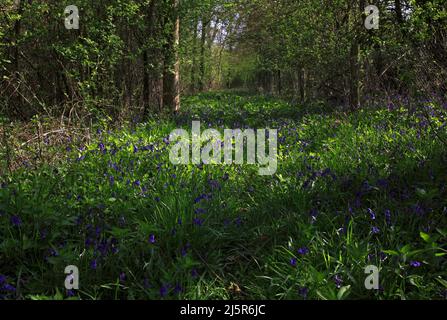 A footpath in early spring through Foxley Wood with bluebells in dappled sunlight at Foxley, Norfolk, England, United Kingdom.walk Stock Photo
