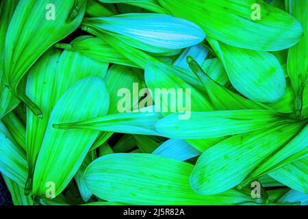 Brightly colored flower daisy pedals piled together Stock Photo