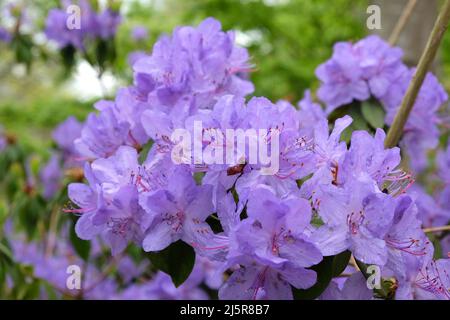 Pretty ÔBlue DiamondÕ Rhododendron  in flower Stock Photo