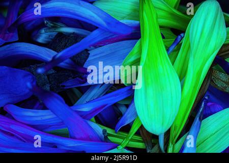 Brightly colored flower daisy pedals piled together Stock Photo