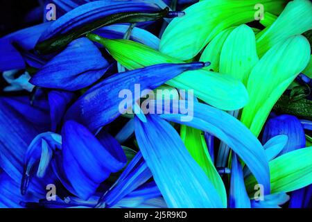 Brightly colored flower daisy pedals piled together Stock Photo