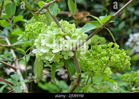 Viburnum macrocephalum ÔsterileÕ in flower. Stock Photo