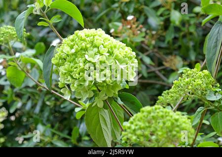 Viburnum macrocephalum ÔsterileÕ in flower. Stock Photo