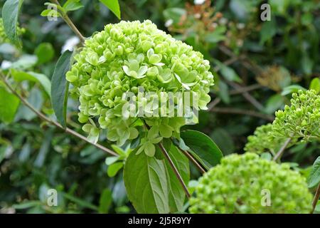 Viburnum macrocephalum ÔsterileÕ in flower. Stock Photo