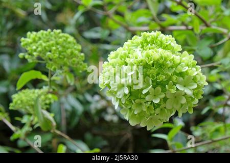 Viburnum macrocephalum ÔsterileÕ in flower. Stock Photo