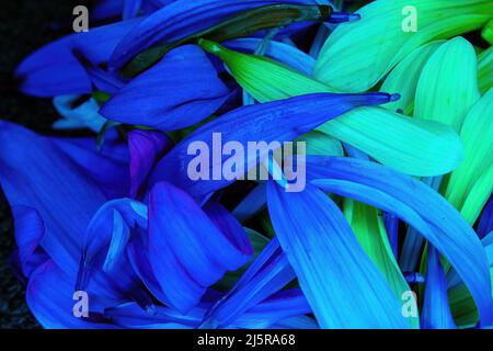 Brightly colored flower daisy pedals piled together Stock Photo