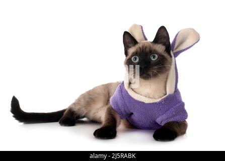 siamese cat in front of white background Stock Photo