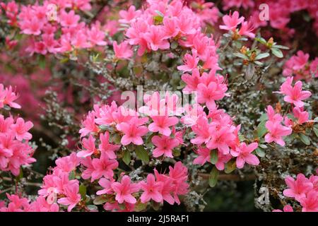 Dainty pink Rhododendron flowers in bloom. Stock Photo