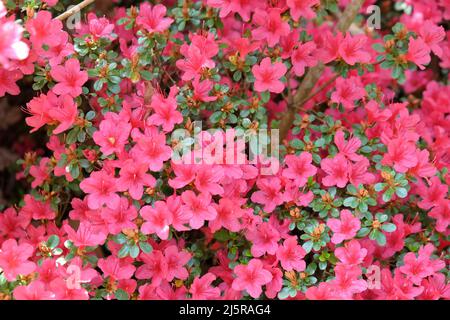 Dainty pink Rhododendron flowers in bloom. Stock Photo