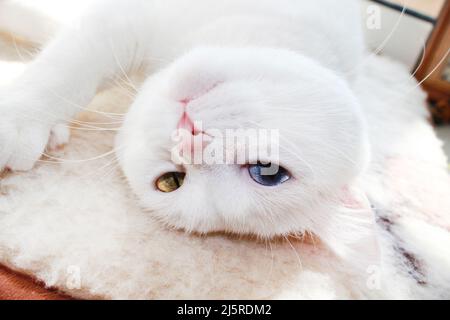 White cat with different color eyes. Turkish angora. Van cat with blue and green eye lies on bed. Adorable domestic pets, heterochromia Stock Photo