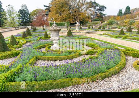 Late flowering lavender in flower in mid November at Harewood House, West Yorkshire, England UK Stock Photo