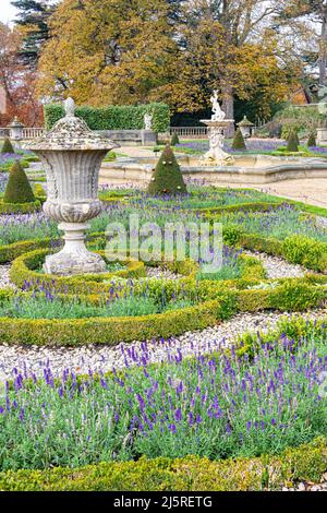 Late flowering lavender in flower in mid November at Harewood House, West Yorkshire, England UK Stock Photo