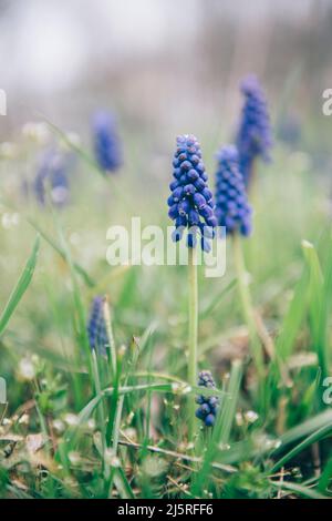 Close up of a purple grape hyacinth in a summer garden Stock Photo