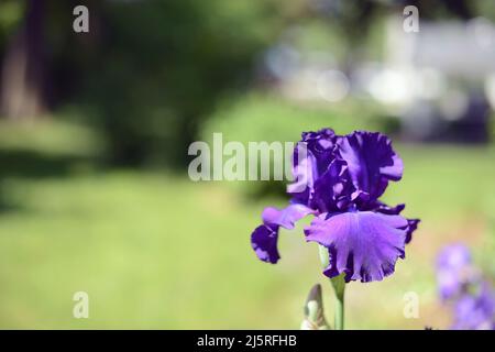 Purple heirloom Iris  flower in a garden in summer;  Michigan Iris Stock Photo