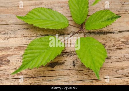 Leaves of the Rubus idaeus, known as european raspberry plant, on wooden background Stock Photo