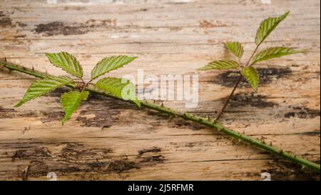 Leaves of the Rubus idaeus, known as european raspberry plant with thorns, on wooden background Stock Photo