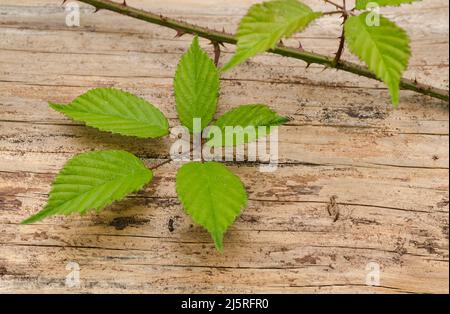 Leaves of the Rubus idaeus, known as european raspberry plant with thorns, on wooden background Stock Photo