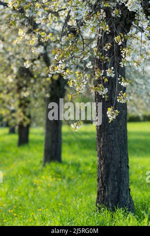 Cherry trees in bloom (Germany) Stock Photo
