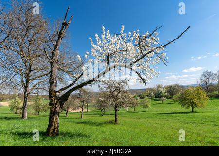 Fruit trees in spring Stock Photo