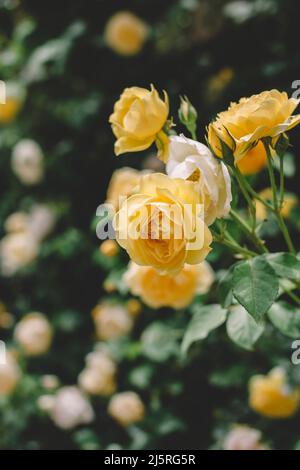 Miniature yellow tea roses in a Michigan garden in summer Stock Photo