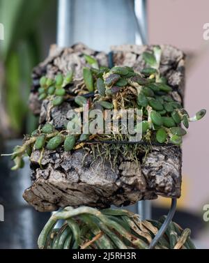 Reproduction and cultivation of rare dwarf orchids. A small orchid bush is tied to a wooden snag and moss. Orchids close-up. Collection variety. Plant sprout in a greenhouse Stock Photo
