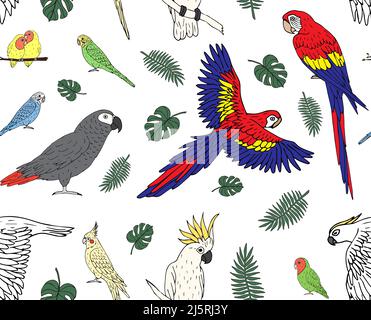 Vector seamless pattern of hand drawn doodle sketch colored parrots isolated on white background Stock Vector