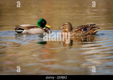 A couple of mallard ducks swimming in a lake face to face on a spring sunny day. Reflection of the birds and blue sky in the water. Stock Photo