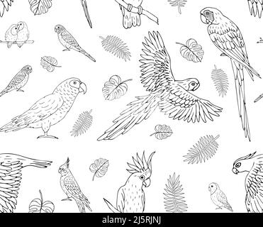 Vector seamless pattern of hand drawn doodle sketch parrots isolated on white background Stock Vector