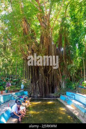 Old Enchanted Balete Tree, Siquijor, Philippines - 15.11.2019 Stock Photo