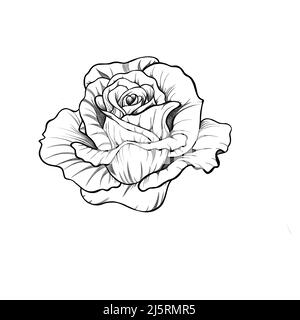 sketches of roses tattoos