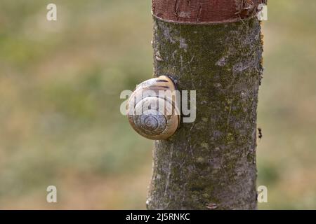 Grove cepaea, sits crawling in the house on a narrow cherry tree trunk in front of a green unfocused background, latin Cepaea nemoralis Stock Photo