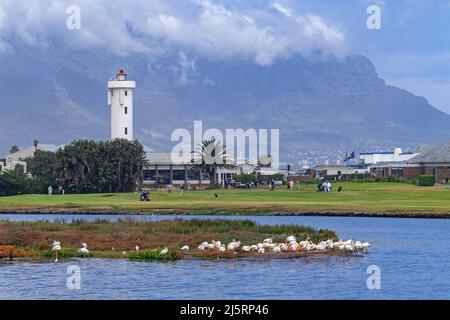 Milnerton Lighthouse on Table Bay and greater flamingos at the Golf Club on Woodbridge Island near Cape Town / Kaapstad, Western Cape, South Africa Stock Photo