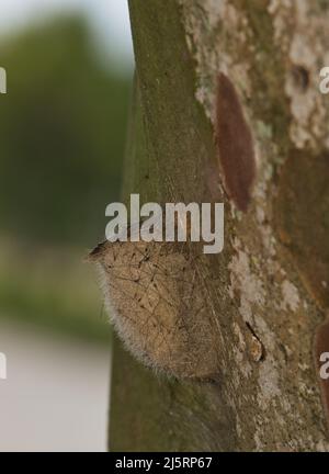 Live Oak Tussock moth Orgyia detrita emerging from a cocoon on a