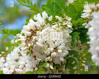 Blooming black locust, Robinia pseudoacacia, in spring Stock Photo