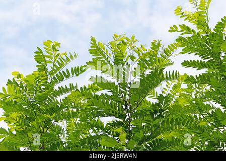 Leaves of Robinia, Robinia pseudoacacia Stock Photo