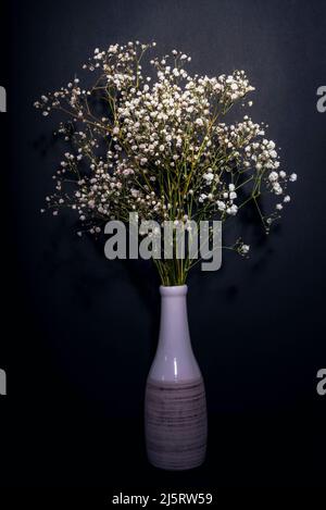 Gypsophila flowers in white ceramic vase on black background, close up. Stock Photo