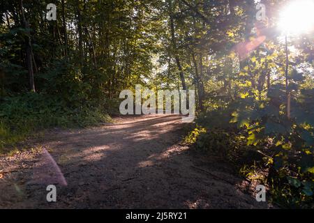 The sun is shining through green leaves of tall trees in a forest. A small dirt path is visible. An idyllic scene with sunlight outdoors on summer. Stock Photo