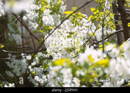 Beautiful blooming prunus tree close up detail. Cherry orchard in spring Stock Photo