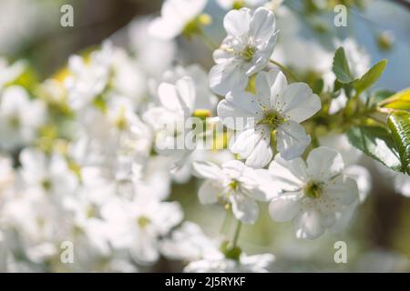 Beautiful blooming prunus tree close up detail. Cherry orchard in spring Stock Photo