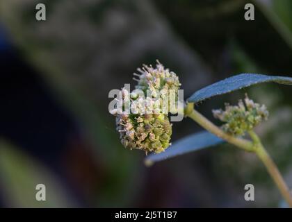 Euphorbia hitra wild flower in garden blooming Stock Photo