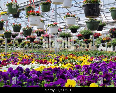 Hanging flower pots with pansy plants inside a greenhouse Stock Photo