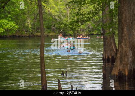 Ginnie Springs is a freshwater 2nd magnitude springs situated along the Santa Fe River in North Central Florida. Stock Photo