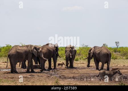 African Elephant (Loxodonta africana), Burchell's Zebra (Equus quagga burchellii) and a Common Warthog (Phacochoerus africanus) share a waterhole in K Stock Photo