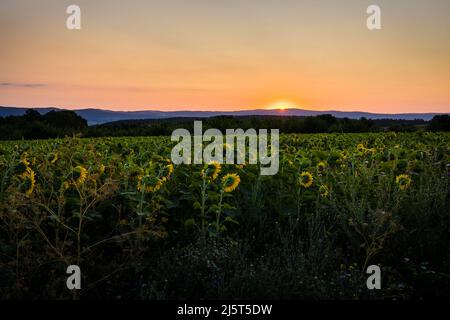 Summer beautiful landscape of sunrise over sunflowers fields in Bata, in Bulgaria. Stock Photo