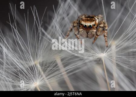 Jumping spider walking on the white dandelion fluff Stock Photo