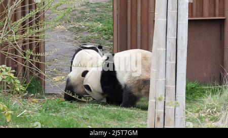 Copenhagen, Denmark. 24th Apr, 2022. Chinese giant pandas Xing Er and Mao Sun are seen at Copenhagen Zoo in Copenhagen, Denmark, on April 24, 2022. The staff and visitors to Copenhagen Zoo have pooled their resources in recent days to encourage Xing Er, a male Chinese giant panda, to mate with his lady, Mao Sun, for the third time in as many years. Expectations are running high for the birth of a panda baby on Danish soil. Credit: Anders Kongshaug/Xinhua/Alamy Live News Stock Photo