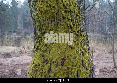 Green moss on a tree bark, Natural moss texture background. Acacia tree bark cover with green moss. Natural texture of bark. Stock Photo
