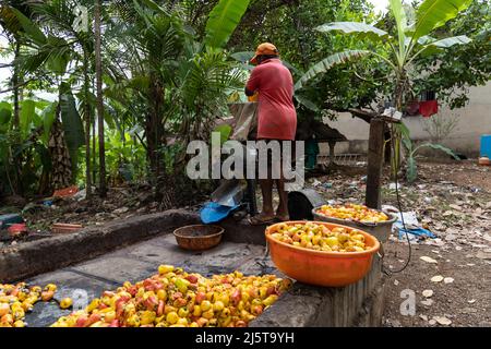 Worker pouring cashew apples into the mechanised crushing unit at a cashew farm in Canacona, Goa, India Stock Photo