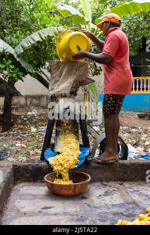 Worker pouring cashew apples into the mechanised crushing unit at a cashew farm in Canacona, Goa, India Stock Photo