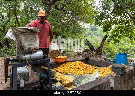 Worker pouring cashew apples into the mechanised crushing unit at a cashew farm in Canacona, Goa, India Stock Photo